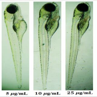 Morphological observations of zebra fish embryos treating with various ... 