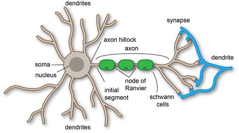 File:Anatomy of neuron.png - Wikimedia Commons 