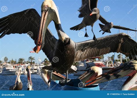 Pelicans And Seagulls Feeding Stock Photo Image Of Pelicans Marina