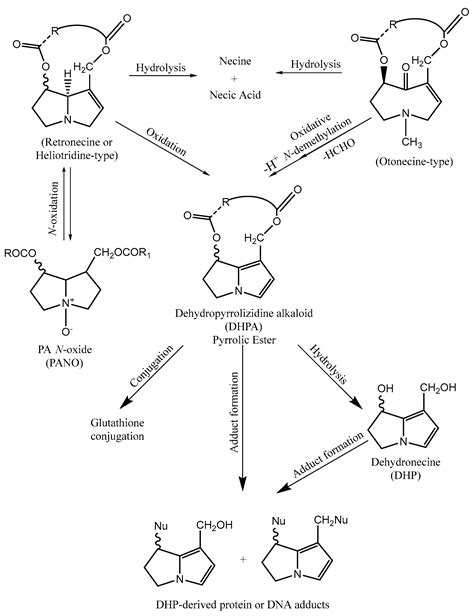 Ijms Free Full Text Pyrrolizidine Alkaloids Chemistry Pharmacology Toxicology And Food Safety