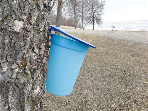 Fort Stevenson State Park Event Features Maple Syrup Drawn From North