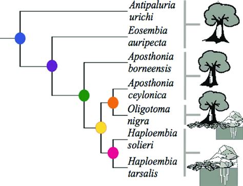 Simplified Phylogenetic Tree Used In Independent Contrast Download Scientific Diagram