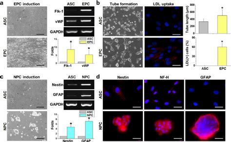 After Endothelial Growth Medium Treatment And Laminar Shear Stress