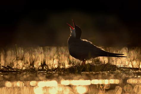 10 New Birds Discovered In Lost World