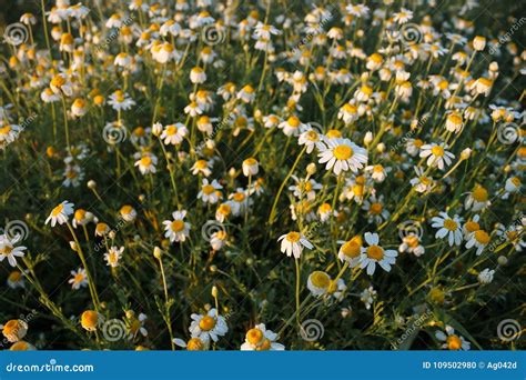 Flores De La Manzanilla Salvaje En Un Campo Textura De La Flor Puesta