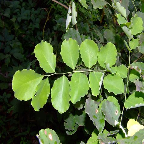 Kariveetti Veetti Eetti Indian Rosewood Plant Byplants