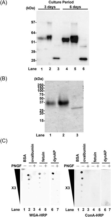 Secretion Of Dynap135 210 From Hek293f Cells A Hek293f Cells Were