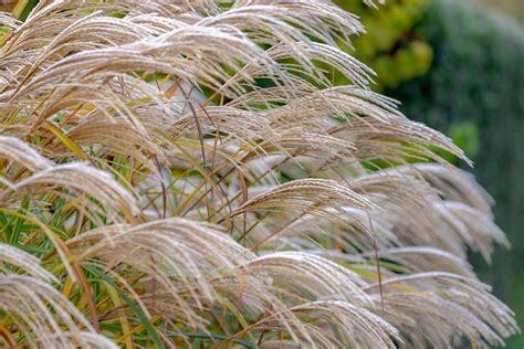 How To Grow Ornamental Maiden Grass Japanese Silver Grass