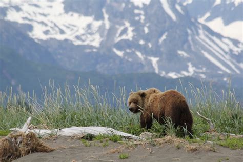 Bear Viewing Alaska | Bear Viewing in Alaska