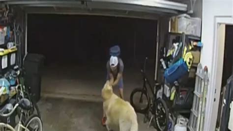 VIDEO Ladrón entrar a robar y se hace amigo del perro guardián de la casa