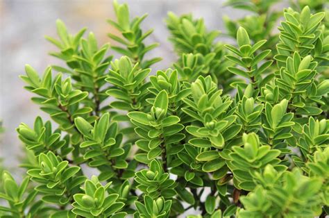 How To Grow And Care For Hebe Shrubs