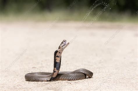 Mozambique spitting cobra ejecting venom - Stock Image - C055/0986 ...