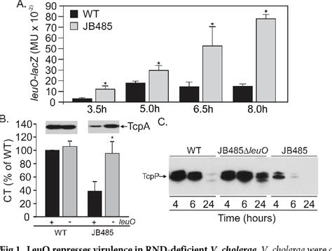 Pdf The Vibrio Cholerae Rnd Efflux Systems Impact Virulence Factor Production And Adaptive