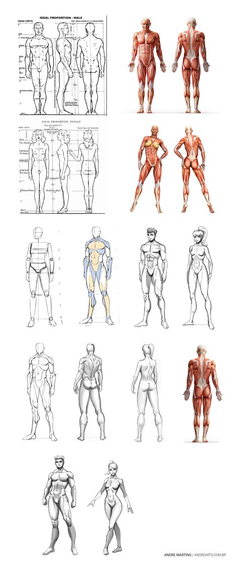 Musculos Muscleanatomy Dibujos Con Figuras Anatomia Artistica Arte