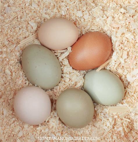 A Beginners Guide To Raising Backyard Chickens For Eggs