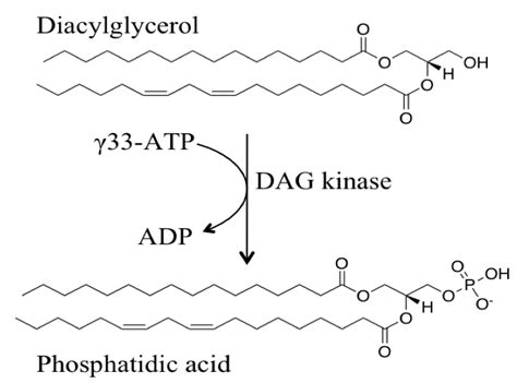 Quantitative Analysis Of Cellular Diacylglycerol Content BIO PROTOCOL