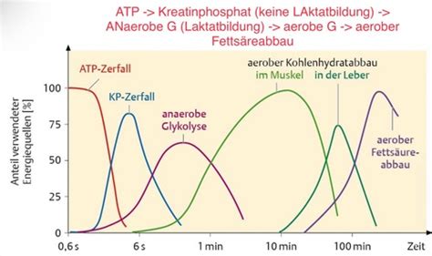 Physio Arbeit Energie Leistung W Rme Auch Crusio Thieme