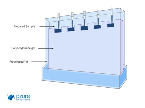 Gel Electrophoresis Steps - Azure Biosystems