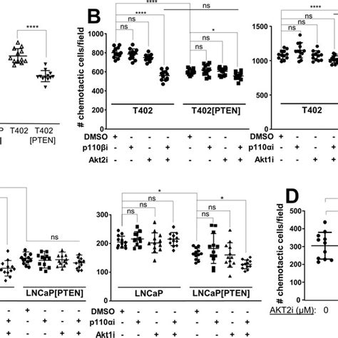 Pten Controls Chemotaxis Through Pi K P And Akt Isoforms A The