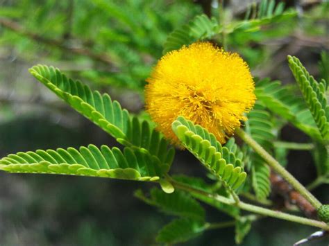 Sweet Acacia Huisache Acacia farnesiana 10 Seeds