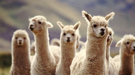 Lamas gegen Corona Wie diese Tiere uns dabei helfen könnten Covid