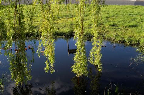 Free Images Landscape Tree Nature Forest Swamp Wilderness Leaf