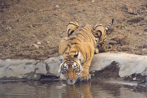 Wildlife Tour Packages In India Wildlife Sanctuaries In India