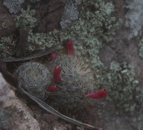 맘밀라리아 크리니타 Mammillaria Crinita Picturethis