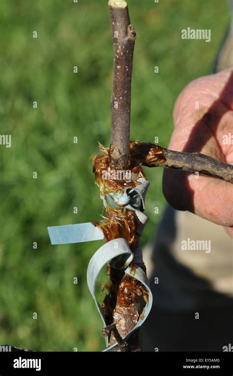 Apple tree grafting in garden Stock Photo - Alamy