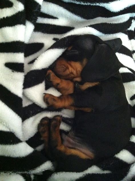 miniature wiener puppy :) | Dachshund dog, Dachshund puppies, Cute puppies