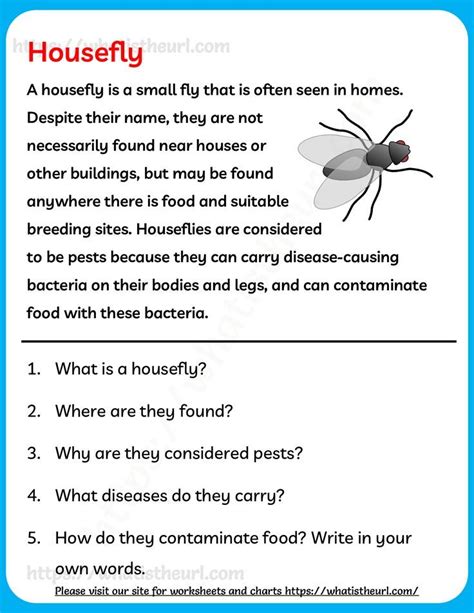 A Reading Comprehension On Housefly Reading Comprehension