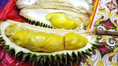 Durian Montong from Indonesia Stock Image - Image of montong, indro ...