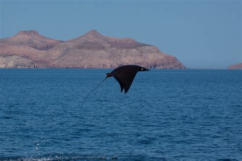 Marine Species In The Sea Of Cortez Top 5 Must See Wildlife ECO