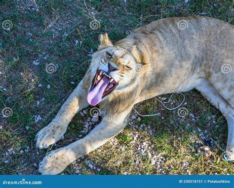 Yawning Lion In Natural Park Taigan Crimea Stock Image Image Of