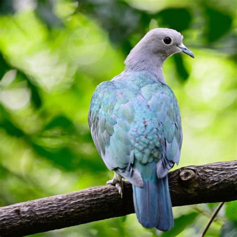 Green Imperial Pigeon Ducula Aenea Stock Photos Free Royalty Free