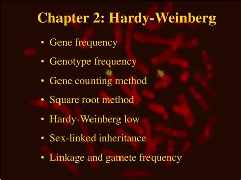 Ppt Chapter 2 Hardy Weinberg Powerpoint Presentation Free Download Id 929640