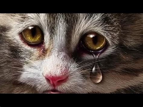 Бедные бездомные коты - YouTube