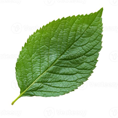 textured green leaf  white background  png
