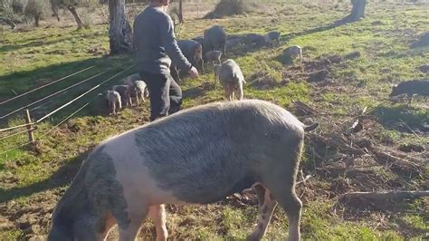 O porco é um animal dócil mostrando minha criação de porco bisaro