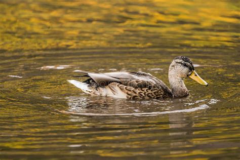 Утка на воде стоковое фото. изображение насчитывающей одичало - 95258480