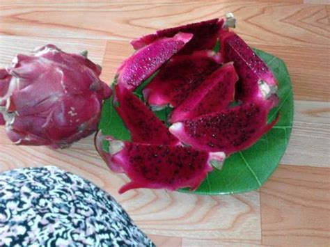 The Benefits Of Dragon Fruit And Its Skin For Health — Steemit Dragon Fruit Benefits Dragon