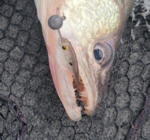 Walleye Teeth | Sharp and Magnificant