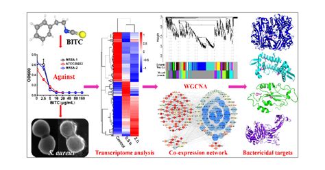 Transcriptome Analysis And Weighted Gene Co Expression Network Reveal