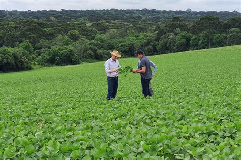 Segundo maior produtor nacional de soja Paraná investe em boas