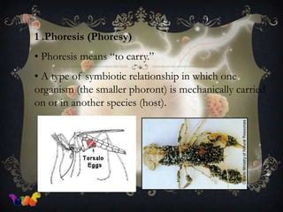 Introduction to parasitology | PPT