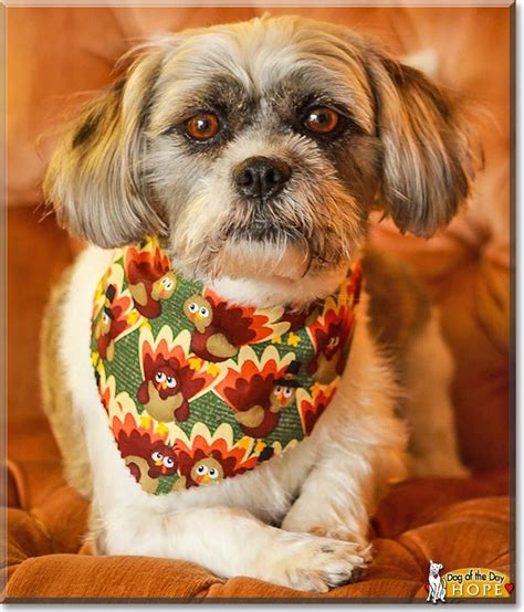 1000+ images about Shih Tzu & Beagle Mix.... on Pinterest | Shih Tzu Mix, Beagle Mix and Beagles