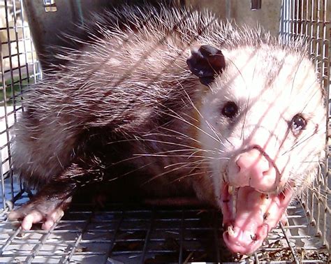 Angry Opossum Image Desi Comments