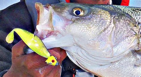 The Best Striped Bass Lures To Keep Em Coming Back For More