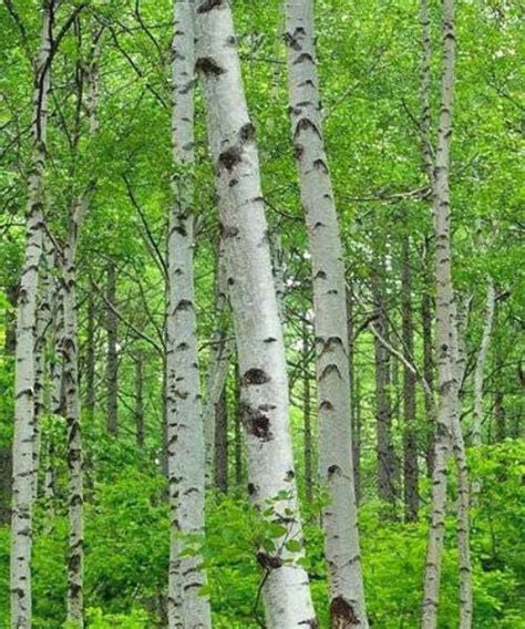 Buy Silver Birch Trees Betula Pendula Tree Sings Seedlings Online