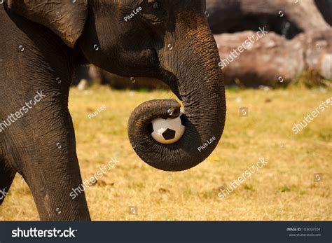 Best Elephant Side View Ball Royalty-Free Images, Stock Photos ...